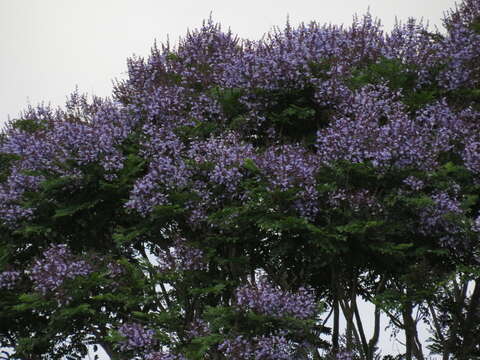 Image of Jacaranda copaia (Aubl.) D. Don