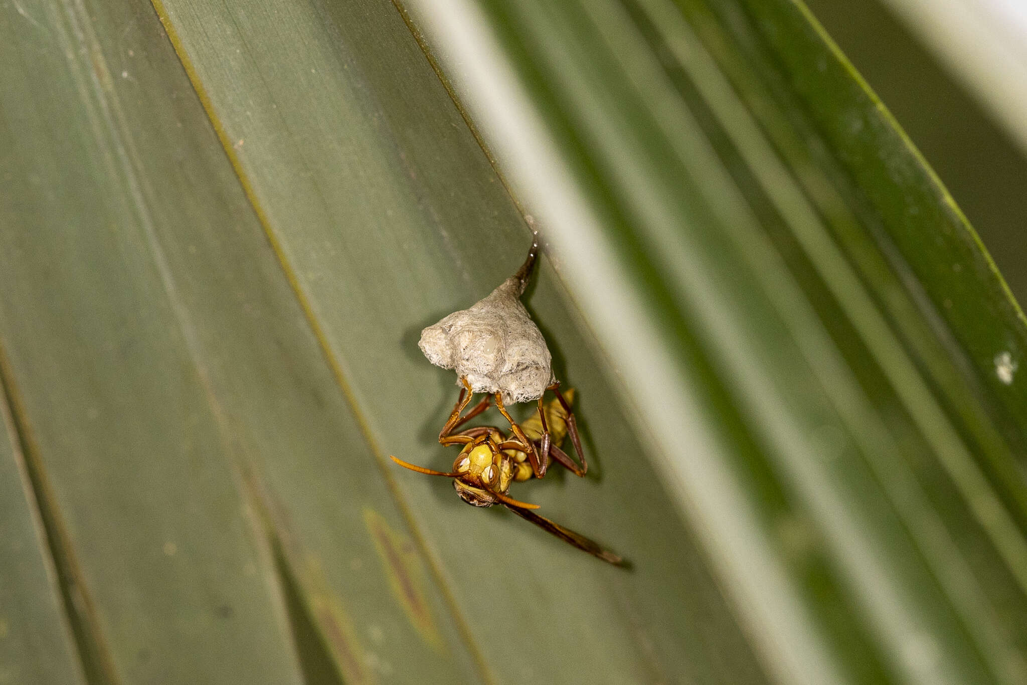 Image of <i>Polistes <i>carnifex</i></i> carnifex