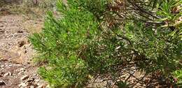 Eremophila freelingii F. Muell. resmi