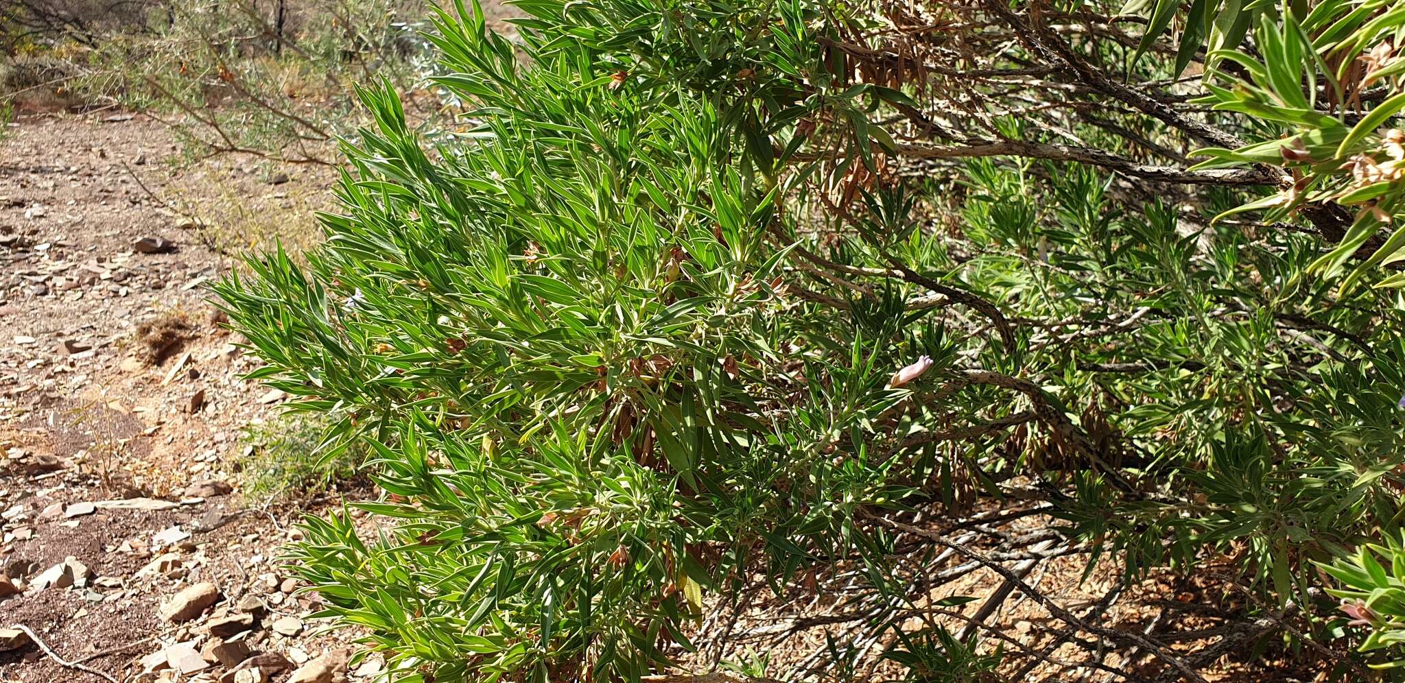 Eremophila freelingii F. Muell. resmi