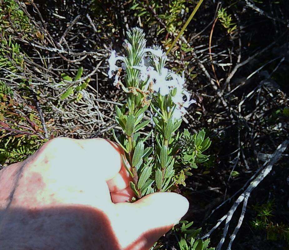 Image of Chascanum cernuum (L.) E. Mey.