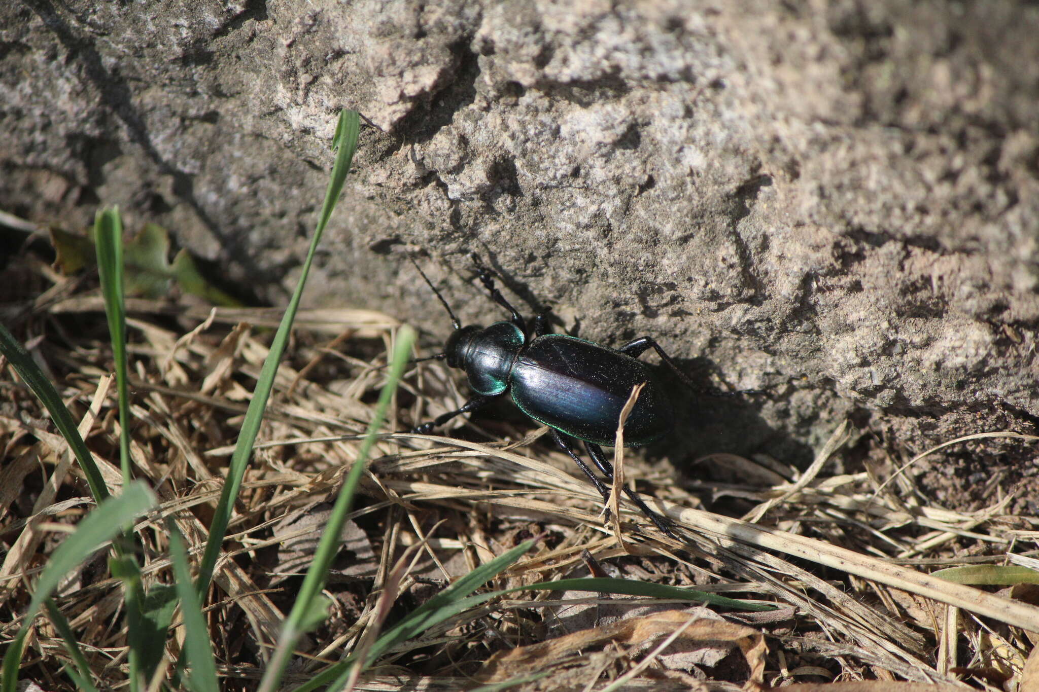 Image of Calosoma (Blaptosoma) atrovirens Chaudoir 1869