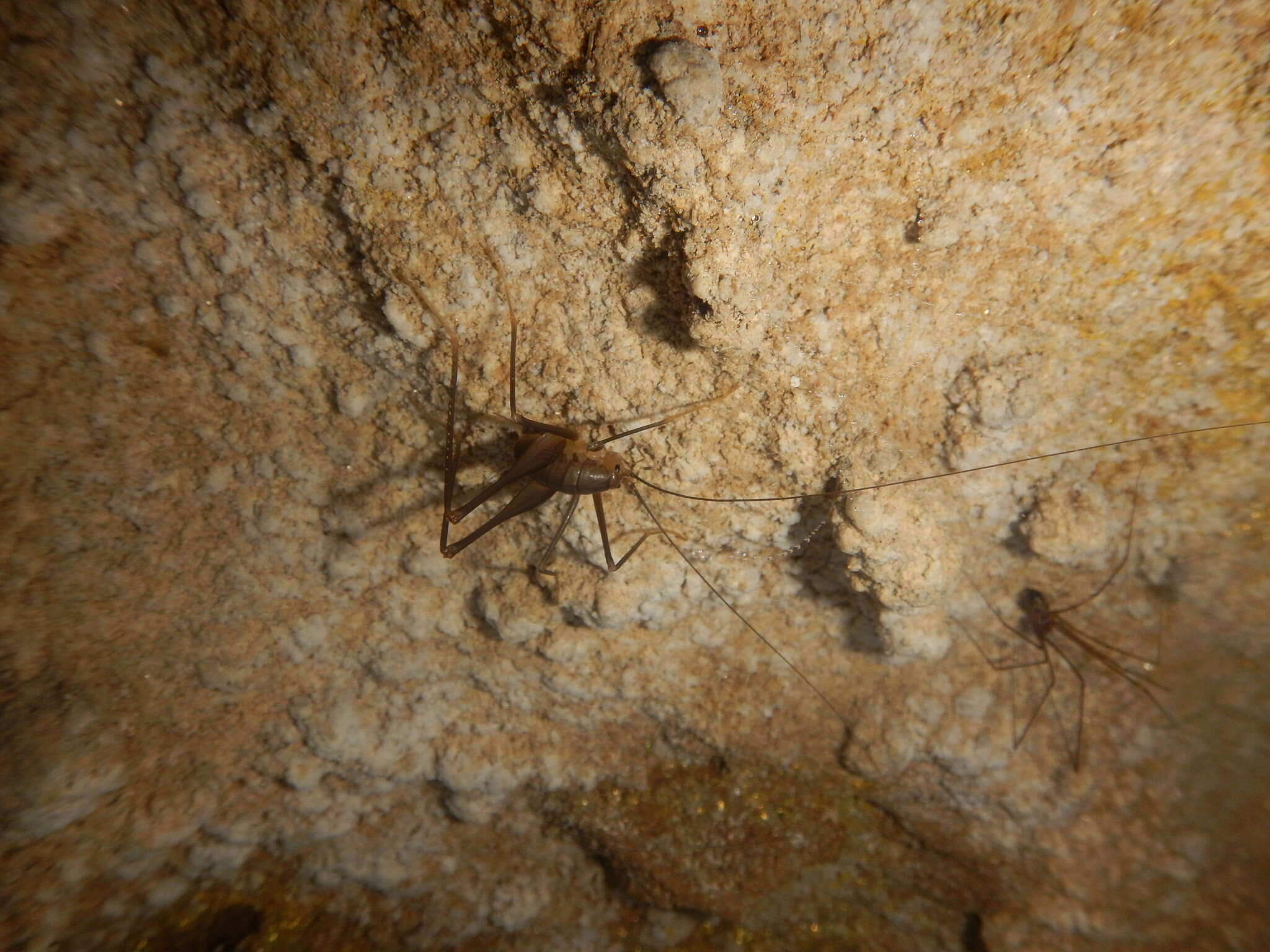 Image of Dolichopoda (Dolichopoda) euxina Semenov 1901