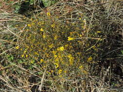 Image of broomweed