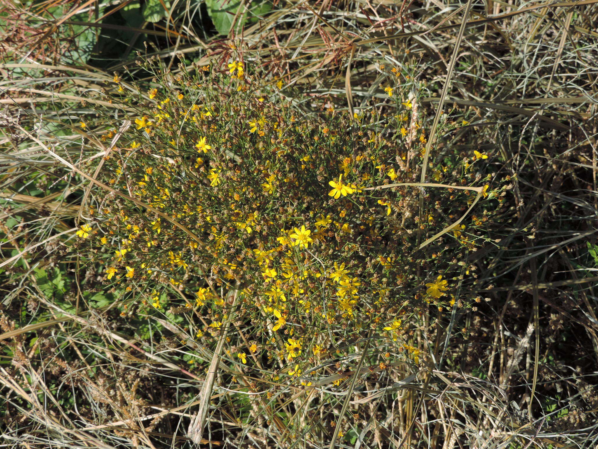 Image of broomweed