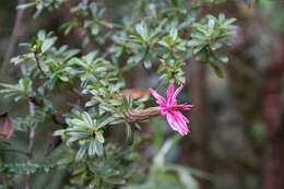 Image of Barnadesia arborea Kunth