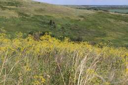 Image of Ferula tatarica Fischer ex Sprengel