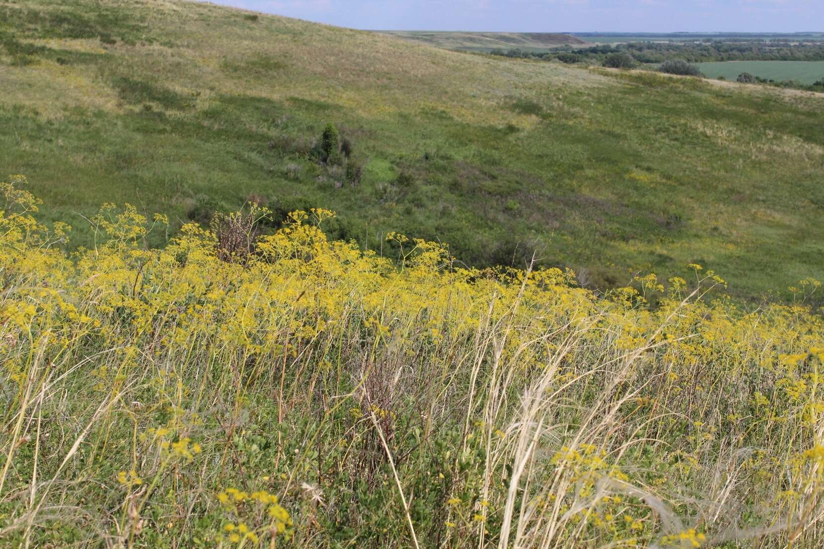 Image of Ferula tatarica Fischer ex Sprengel