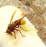 Image of Hornet