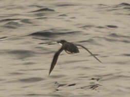 Image of Craveri's Murrelet