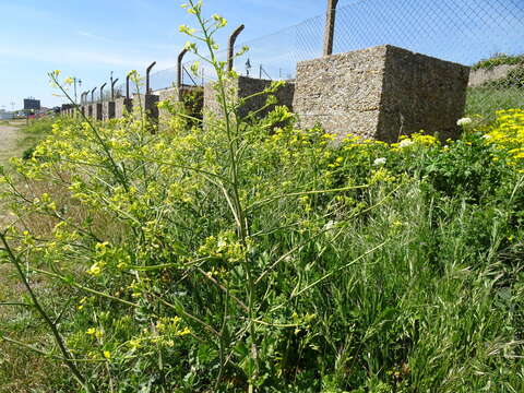 Image of Raphanus raphanistrum subsp. landra (Moretti ex DC.) Bonnier & Layens