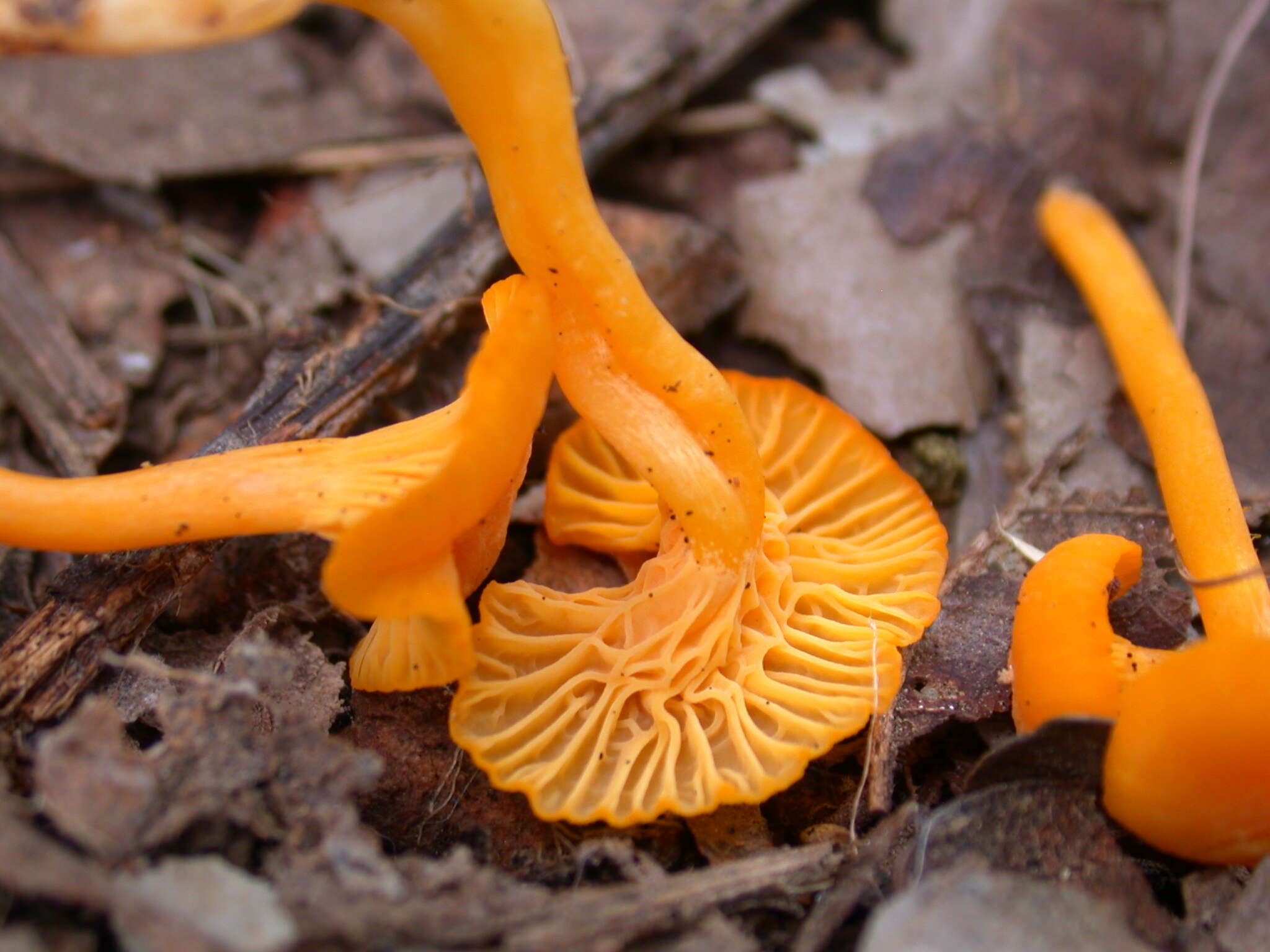 Image of Cantharellus minor Peck 1872