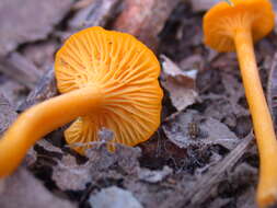 Image of Cantharellus minor Peck 1872