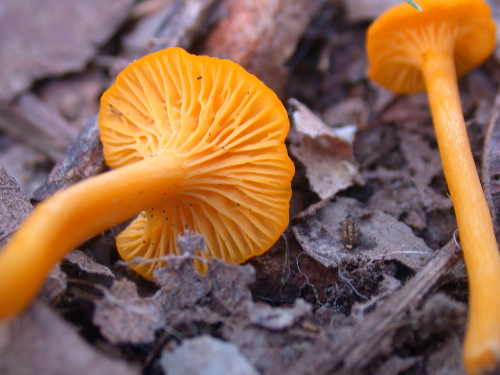 Image of Cantharellus minor Peck 1872