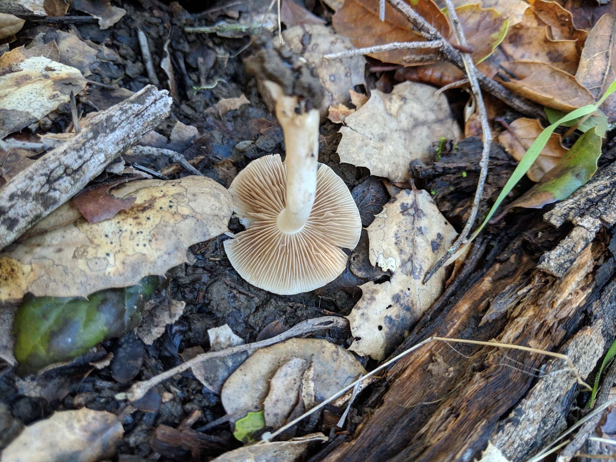 Image of Inocybe insinuata Kauffman 1924