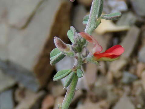 Image of Indigofera sessilifolia DC.