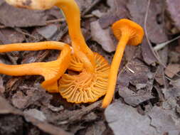Image of Cantharellus minor Peck 1872