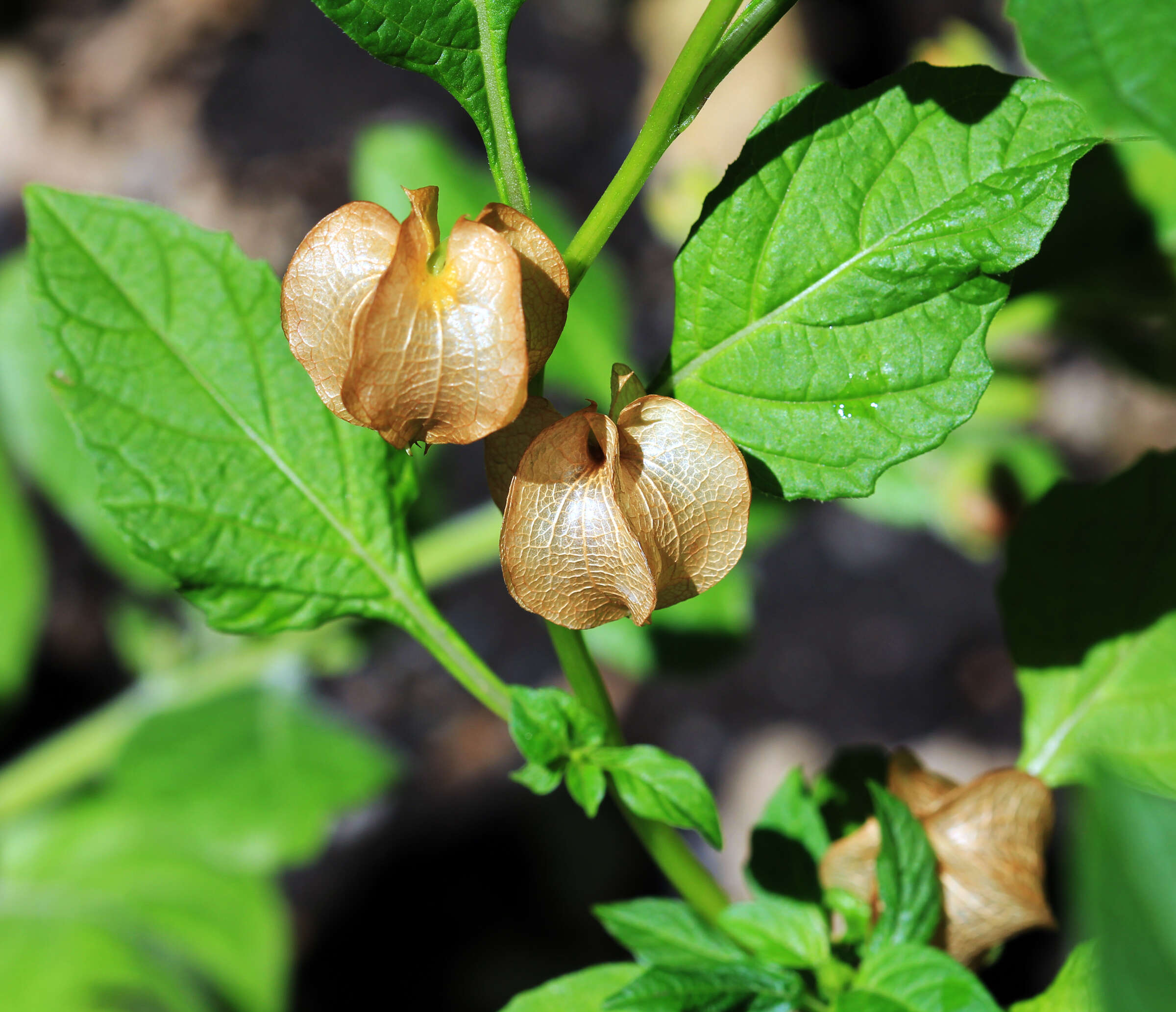 Image of nicandra