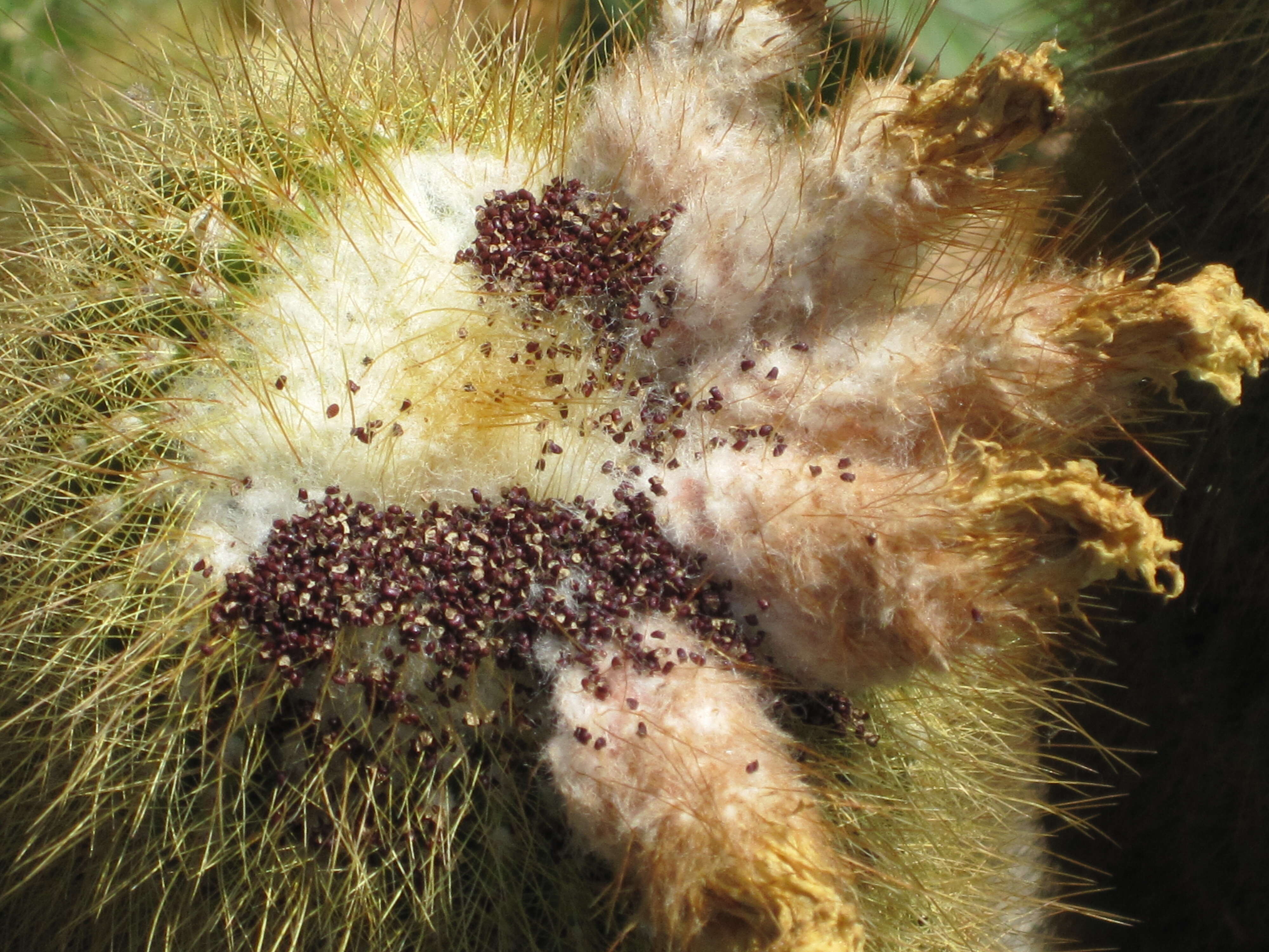 Image of Parodia lenninghausii (F. Haage) F. H. Brandt ex Eggli & Hofacker