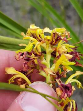 Image of Tritoniopsis parviflora (Jacq.) G. J. Lewis