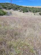 Imagem de Clarkia gracilis subsp. tracyi (Jeps.) Abdel-Hameed & Snow