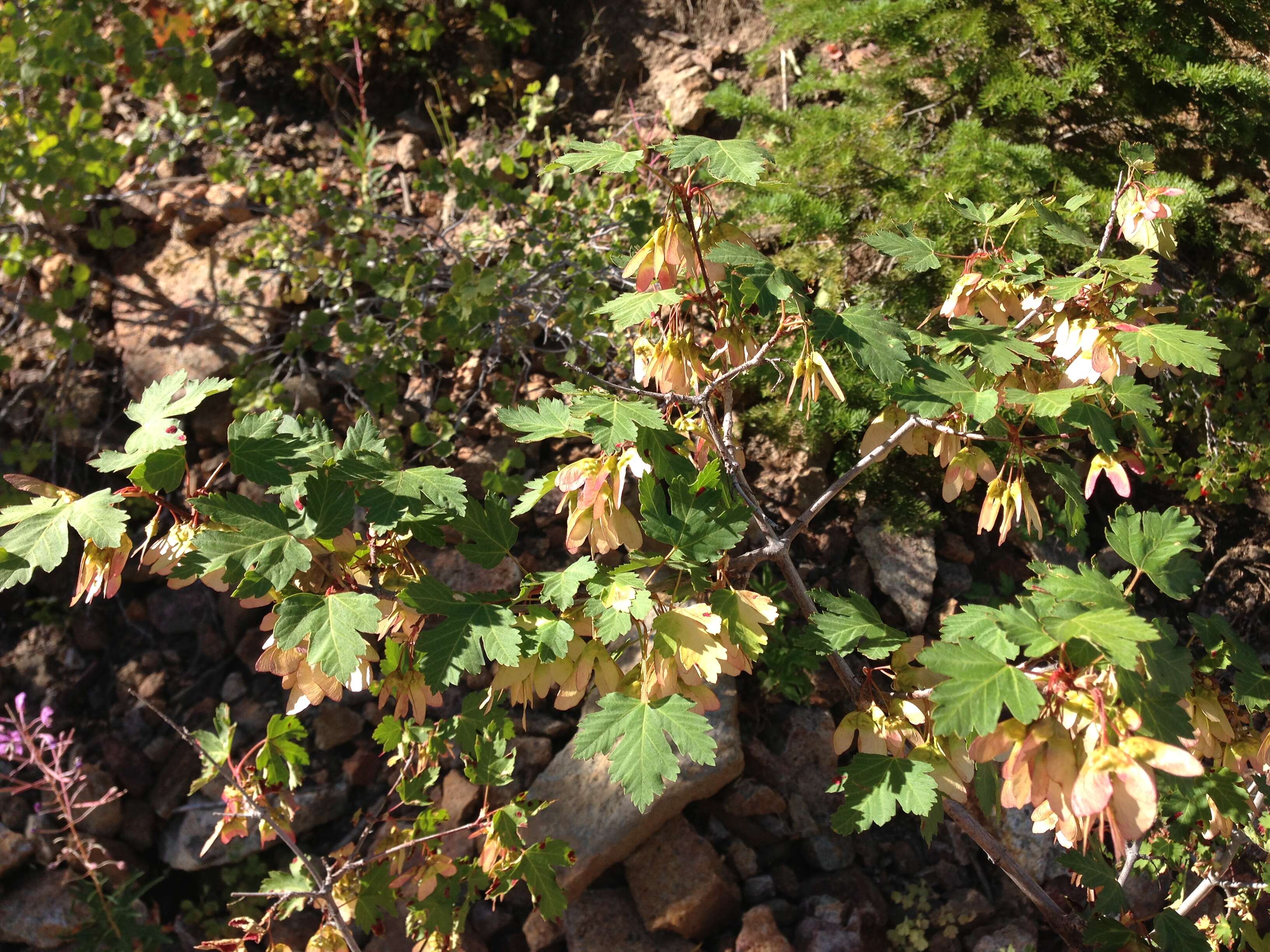 Image of Rocky Mountain maple