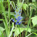 Imagem de Salvia macrophylla Benth.