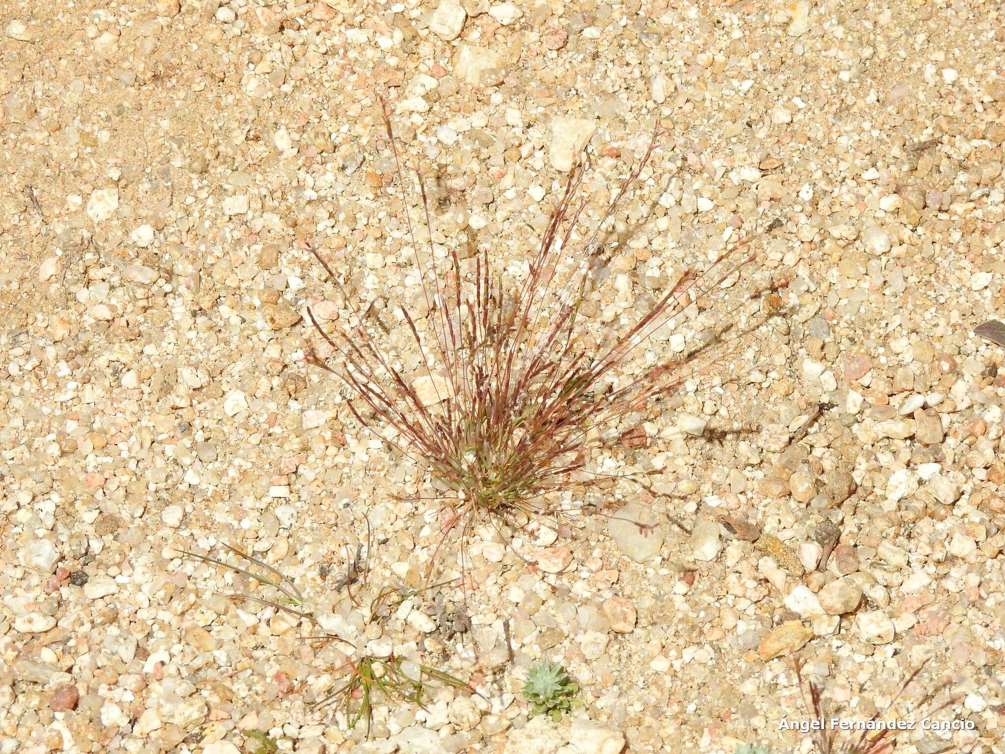 Image of early sand-grass