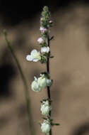 Image of Coulter's snapdragon