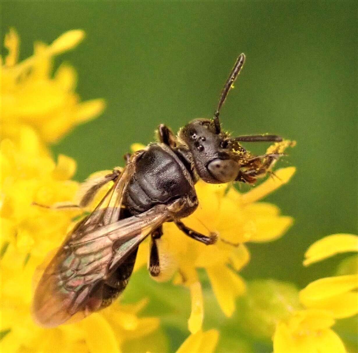 Image of Pseudopanurgus andrenoides (Smith 1853)