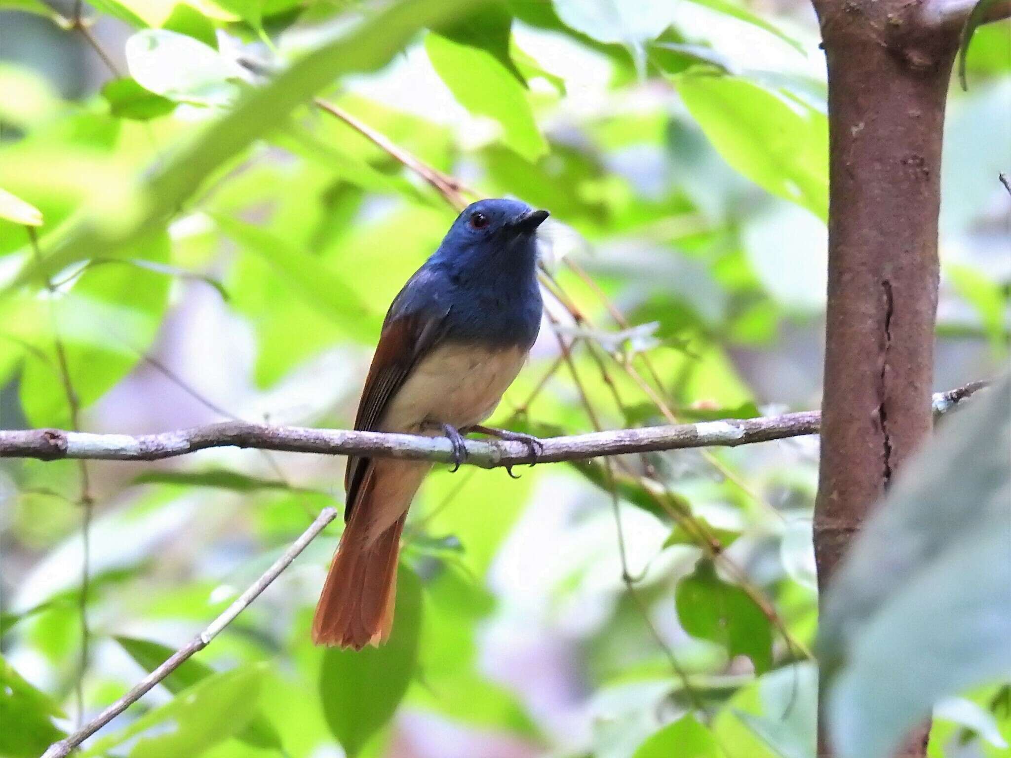 Philentoma pyrhoptera (Temminck 1836)的圖片