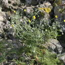 Image of Anthemis chrysantha Gay