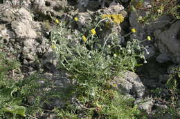 Imagem de Anthemis chrysantha Gay