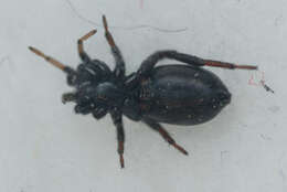 صورة Drassyllus pusillus (C. L. Koch 1833)