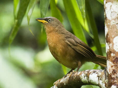 Image of Rufous Babbler