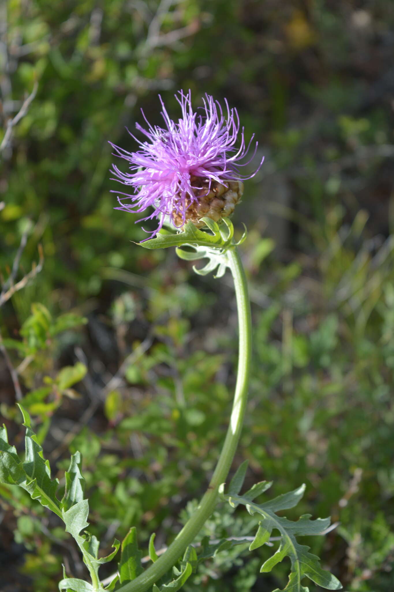 Image of Rhaponticum uniflorum (L.) DC.