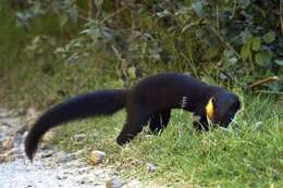 Image of Nilgiri Marten