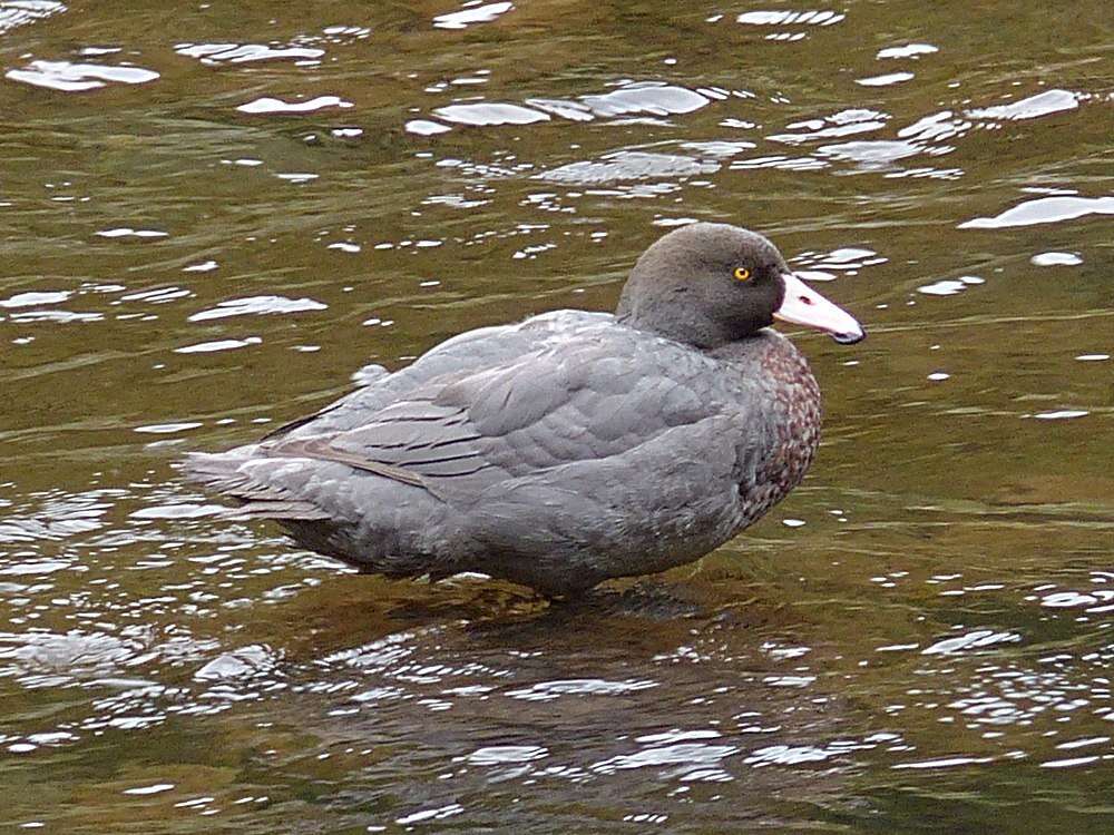 Image of Blue Duck