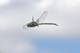 Image of Canada Darner