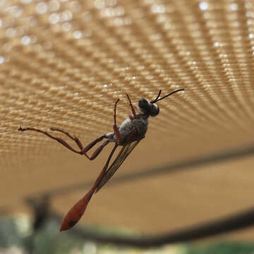 Слика од Ammophila aberti Haldeman 1852