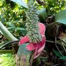 Imagem de Aechmea longicuspis Baker