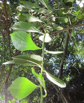 Image de Gymnosporia arenicola M. Jordaan