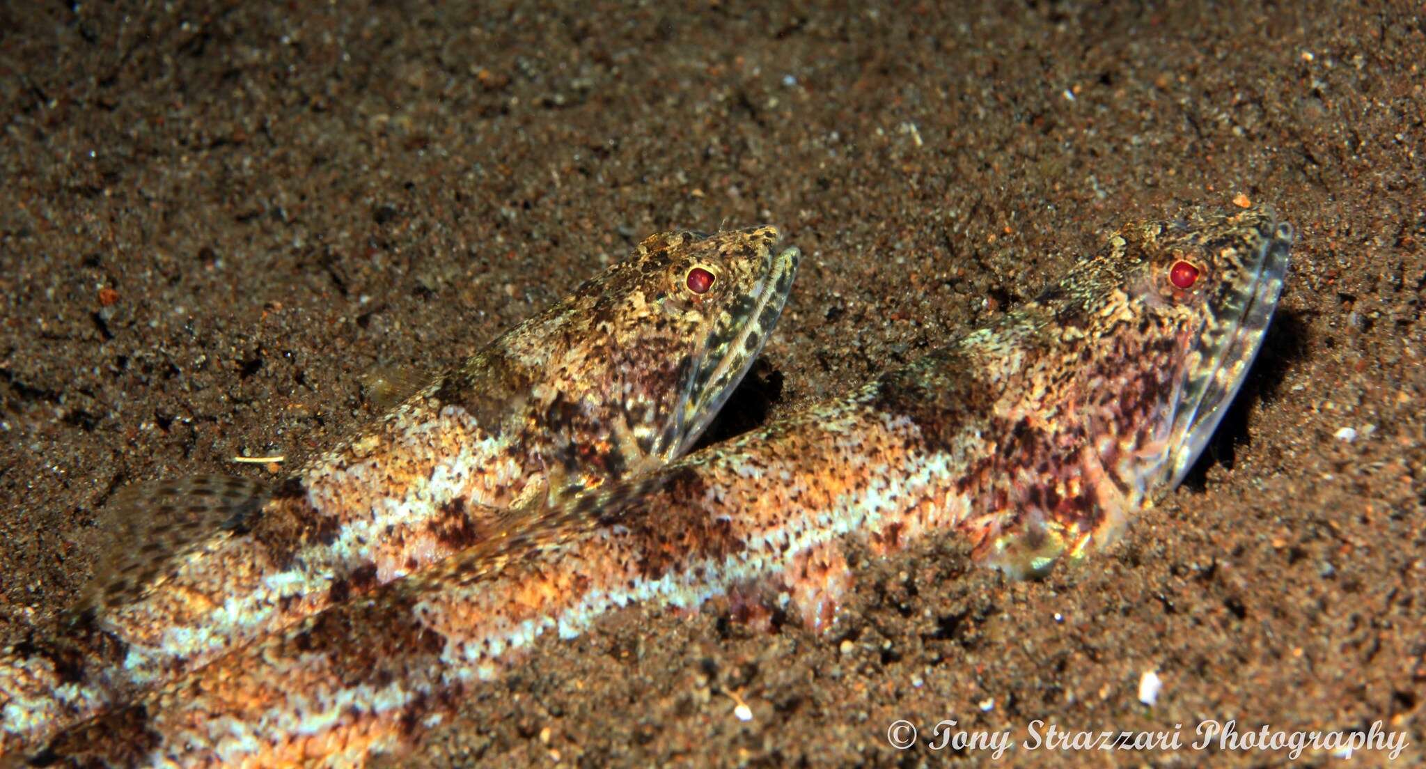 Image of Sand lizardfish