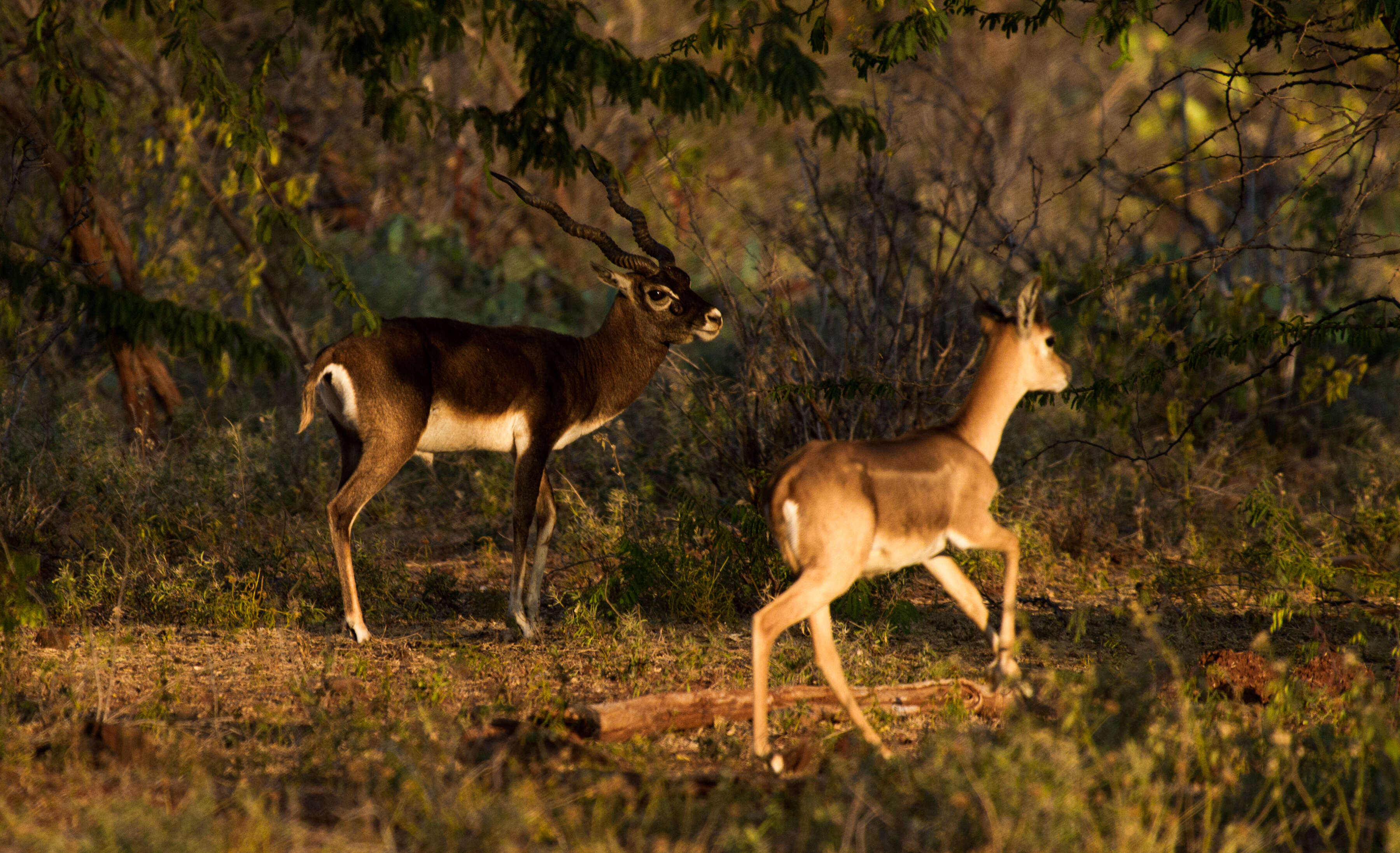 Image de Antilope Pallas 1766