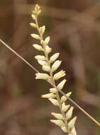 Слика од Aletris bracteata Northr.