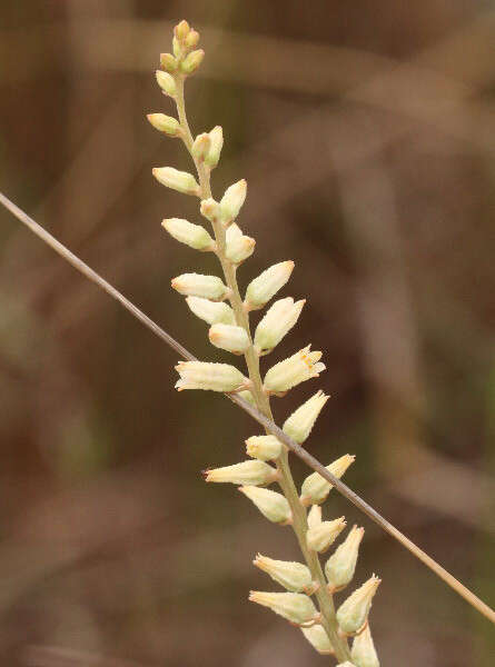 Image of Bracted Colicroot