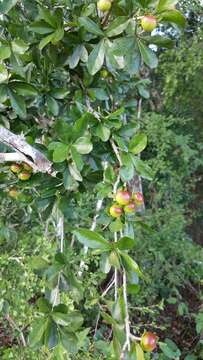 Image de Diospyros anisandra S. F. Blake