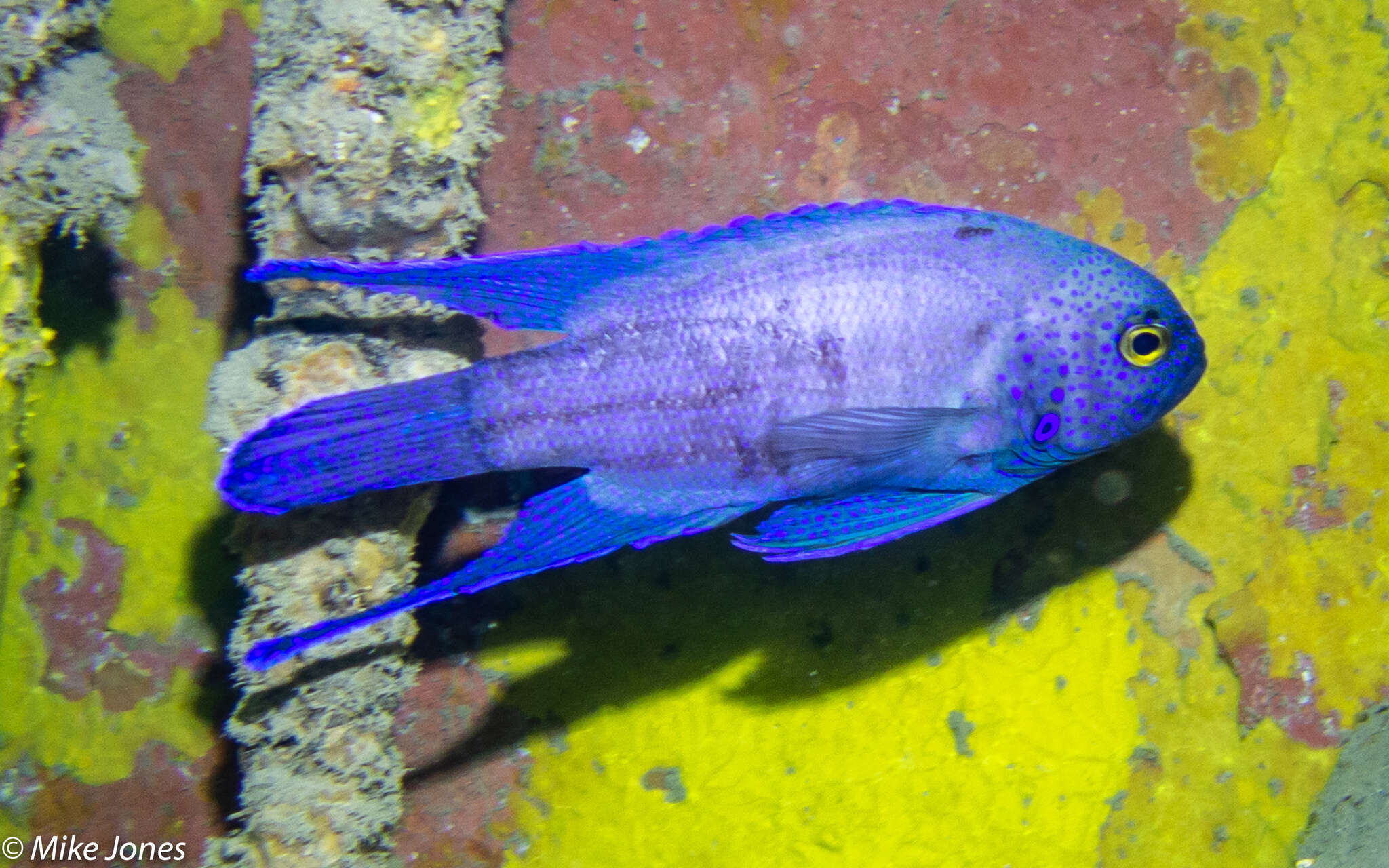 Paraplesiops meleagris (Peters 1869) resmi