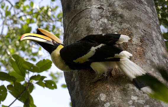 Image of Great Indian Hornbill