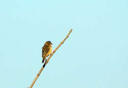 Image of Yellow Bishop